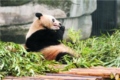 Chongqing Zoo3